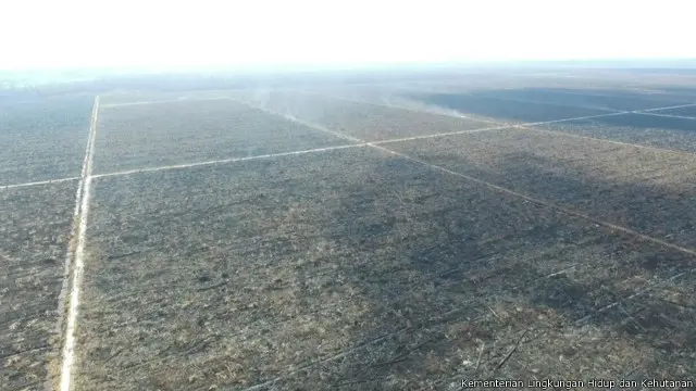 Tim penyelidik KLHK menemukan areal terbakar mencapai 600 hektar di lokasi pertama yang dikuasai PT APSL.