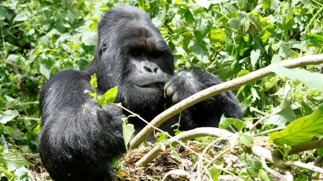  انسانوں کے علاوہ اور بھی جاندار ہیں جو ہنستے ہیں جیسا کہ گوریلے اور بن مانس وغیرہ