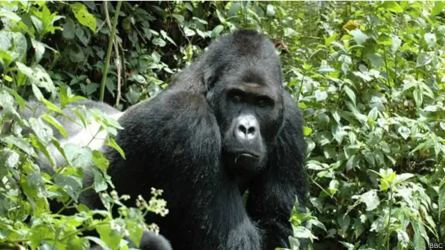 Gelombang perburuan liar telah menyebabkan jumlah spesies gorila di wilayah timur terus berkurang.