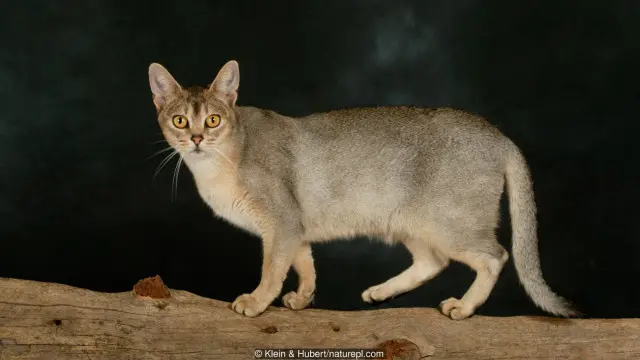 Mèo B