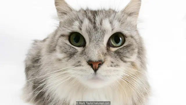 Mèo G