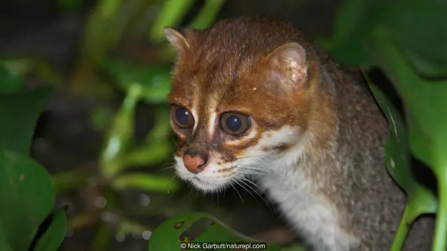 Mèo I