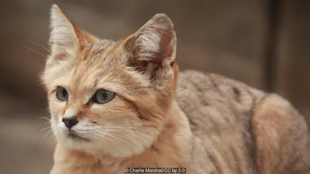 Mèo K