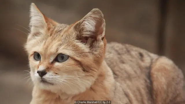 Mèo K: HOANG DÃ. Đây là mèo cát (Felis margarita), một bà con gần gũi của mèo rừng (Felis silvestris). Nghe tên hẳn bạn đã có thể đoán được giống mèo này sống ở sa mạc Sahara, và nó cũng là giống mèo duy nhất sống được ở sa mạc. Chúng phân bố tại Trung Đông và Á châu. Nó nổi tiếng vì khả năng đào bới, tìm ra những hang thỏ, hang chuột trong cát. Hiện chúng ta không biết giống mèo này còn bao nhiêu cá thể trong đời sống tự nhiên, một phần bởi ta khá hiếm bắt gặp chúng, và môi trường sống của chúng cũng quá khắc nghiệt.