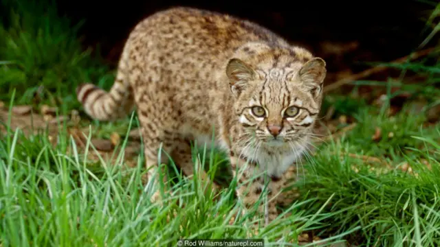Mèo N: HOANG DÃ. Mèo Geoffroy (Leopardus geoffroyi): Là một giống mèo ít được biết đến, nó là loại mèo nhỏ có lông đốm. Mèo Geoffroy sống ở khắp các đồng hoang Nam Mỹ. Ngành công nghiệp lông thú khiến loài này bị săn lùng ráo riết, bởi chúng là chi họ mèo có bộ da được buôn bán phổ biến thứ nhì trên thị trường quốc tế, chỉ sau linh miêu Bắc Mỹ (Lynx rufus). Có một lượng lớn mèo Geoffroy bị đem buôn bán bất hợp pháp, được bán ra trong thị trường thú cưng, là nơi chúng sẽ được cho lai tạo với các giống mèo nhà để tạo ra loài thú lai mới, độc đáo.