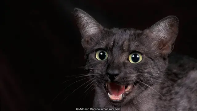 Mèo O
