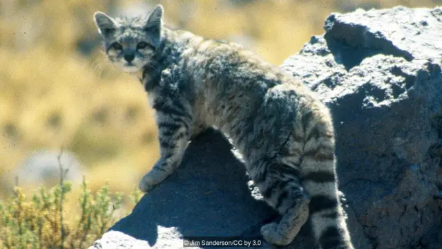 Mèo P