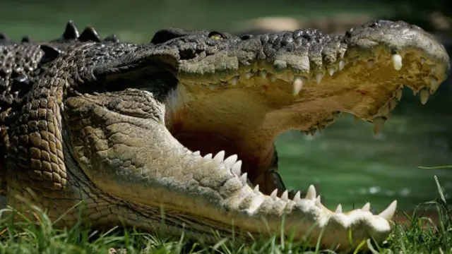 鹹水鱷(Crocodylus porosus)(圖片來源:Getty Images)