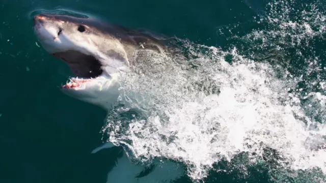 一隻大白鯊(Carcharodon carcharias) (圖片來源:Getty Images)