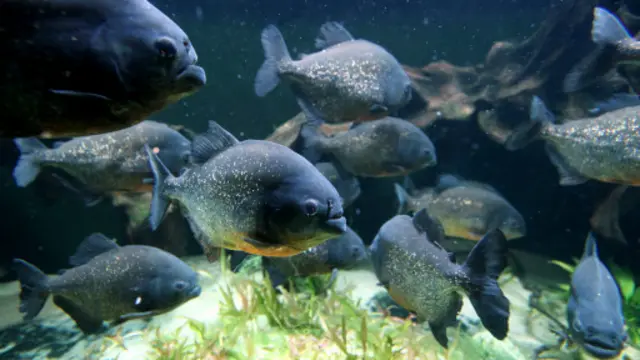 一條黑色水虎魚(Serrasalmus rhombeus,食人魚) (圖片來源:Getty Images)