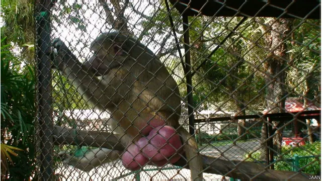 Seekor kera di dalam kandang di Kebun binatang Surabaya yang diabadikan oleh Jakarta Animal Aid Network.