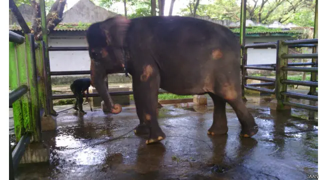 Seekor gajah yang diyakini milik koleksi Kebun Binatang Surabaya. Foto ini milik Jakarta Animal Aid Network.
