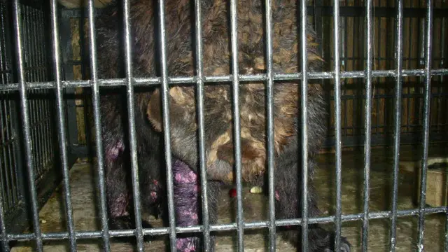 Foto salah-satu satwa di dalam kandang yang diyakini merupakan koleksi Kebun binatang Surabaya. Foto milik koleksi Jakarta Animal Aid Network.