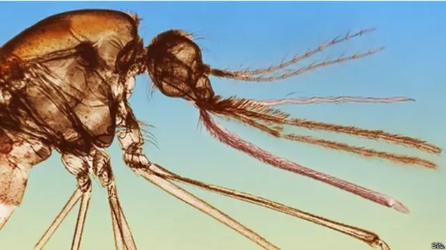 انھوں نے ایک ایسا اینزائم تیار کیا جس نے جگر میں موجود ملیریا کے جراثیم پر حملہ کیا۔