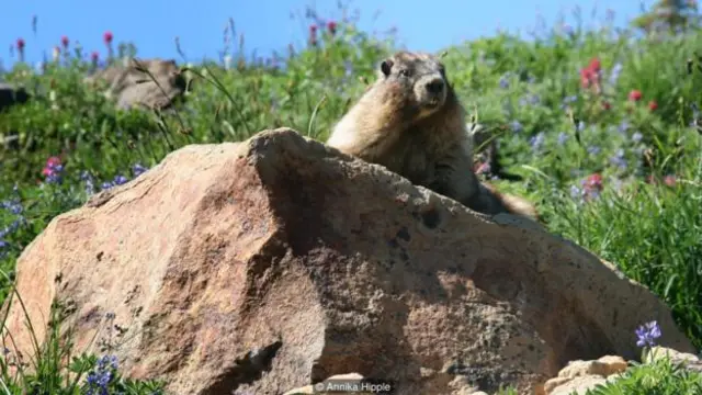 瑞尼尔山原始野生资源极其丰富（图片来源：Annika Hipple)