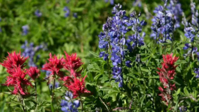 漫山野花吸引了大批人流（图片来源：Annika Hipple)