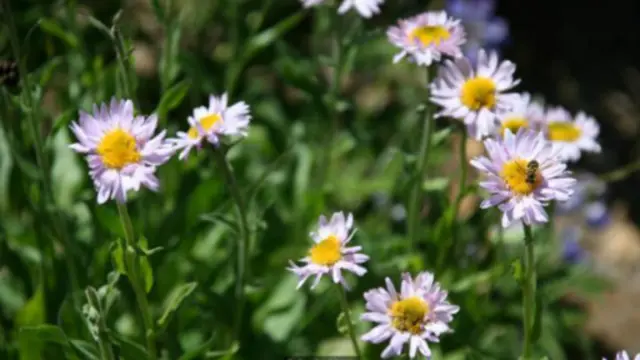 瑞尼尔山以夏日漫山的野花而闻名（图片来源：Annika Hipple)