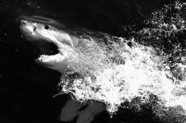  虽然鲨鱼是强壮的食肉动物，但是它们的统治范围仅限于海洋。（图片来源：Getty Images）