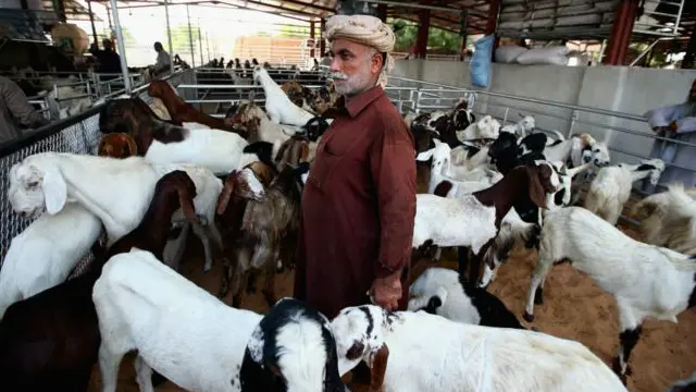 د حج له ادا کولو وروسته حاجیان د څارویو قرباني کوي