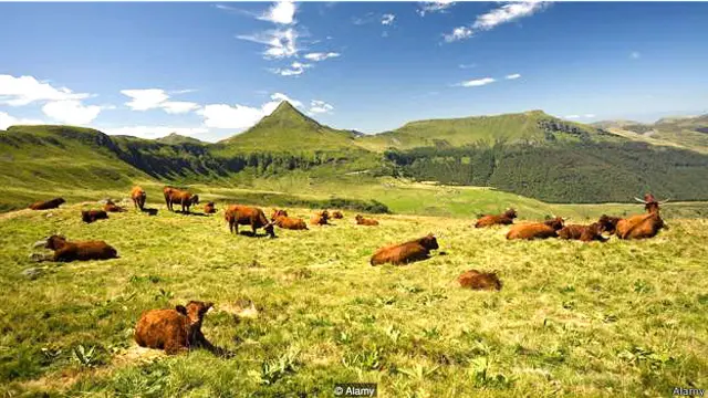 गाय और फ़िल्ड