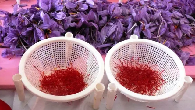 هرات در زمینه تولید زعفران در افغانستان پیشتاز است