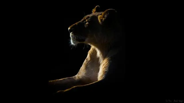 Con sư tử cái trong buổi nắng sớm, Khu bảo tồn Kariega Game Reserve, Nam Phi