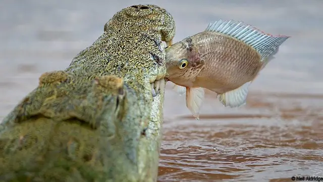 Cá sấu sông Nile há miệng đớp chú cá rô Mozambique ở sông Shingwedzi