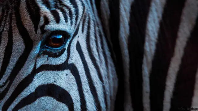 Khác với một số nhiếp ảnh gia khác, khi tới khu bảo tồn, Aldridge rất hạn chế dùng ánh sáng nhân tạo. Ông ưa dùng ánh sáng và các điều kiện tự nhiên hơn.
"Vào cuối ngày, khi ánh sáng đã tắt, tôi thích thử để cửa trập máy ảnh ở tốc độ chậm, và bắt đầu thử sức sáng tạo chút ít với những dịch chuyển của các con vật," ông nói. Trong hình là một chú ngựa vằn trong ánh chiều muộn tại Khu bảo tồn Kariega Game Reserve.