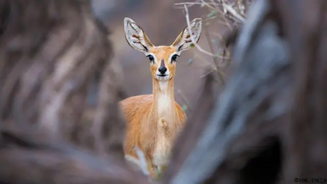 "Với tôi, điều quan trọng là người cầm máy phải để cho các con vật chấp nhận mình, và phải chụp ảnh theo những điều kiện mà chúng đặt ra." Linh dương Nam Phi, Công viên Quốc gia Mapungubwe, Nam Phi.