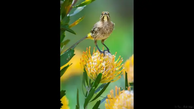 Trong khi hầu hết mọi người tới châu Phi với mơ ước được nhìn thấy "ngũ đại mãnh thú" (gồm sư tử, voi, tê giác trắng, báo, và trâu), thì Aldridge nói có những khác cũng rất thú vị diễn ra xung quanh. Hình chú chim bã trầu (Cape sugarbird) ở Núi Bàn.