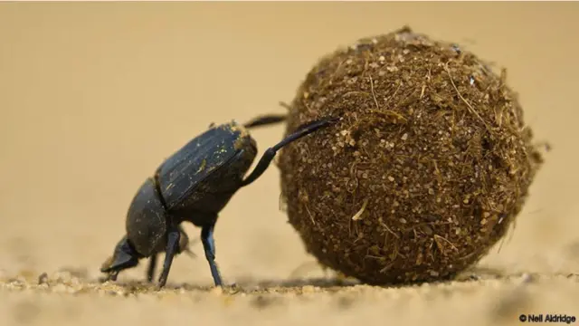 "Thật là tuyệt nếu bạn có thể chống tay, quỳ gối xuống và ngắm nhìn từ một góc cạnh khác," ông nói. Bất cứ khi nào an toàn, Aldridge đều ưa ra khỏi xe hơi và đi bộ chụp ảnh.
"Chụp những con thú lớn tạo cảm giác rất tuyệt, nhưng một số thứ thú vị nhất thì đang diễn ra ngay quanh bước chân ta, và bạn sẽ không nhìn thấy chúng nếu bạn cứ ngồi trên xe lái đi vòng vòng." Bọ hung, Khu bảo tồn Venetia Limpopo, Nam Phi.