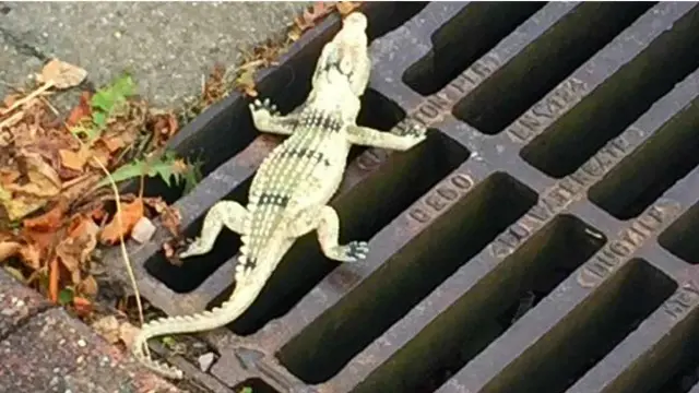 劳伦·布拉德肖女士说，她看着这只可爱的鳄鱼，禁不住笑了起来。