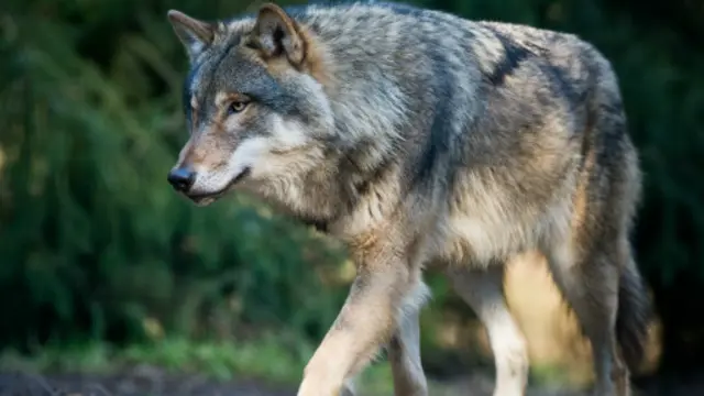 今天北美洲生活的所有狼群都来自一次殖民（图片来源：Getty Images)