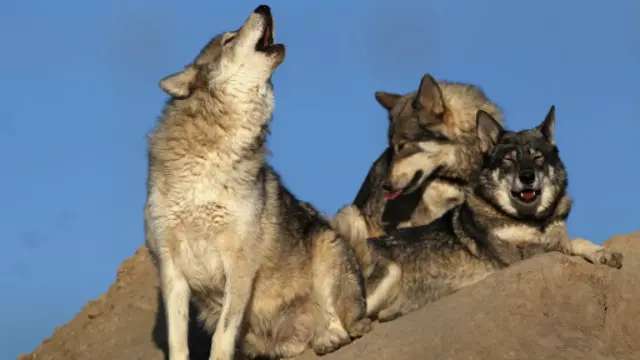 （图片来源：Getty Images)