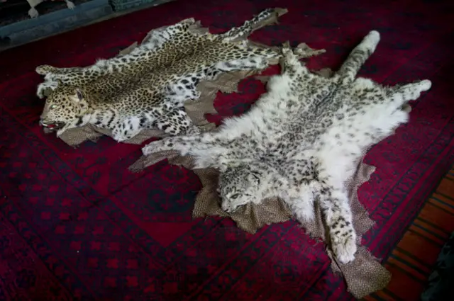 شکارچیان دنبال پوست خال‌خالی این پلنگ‌ها اند