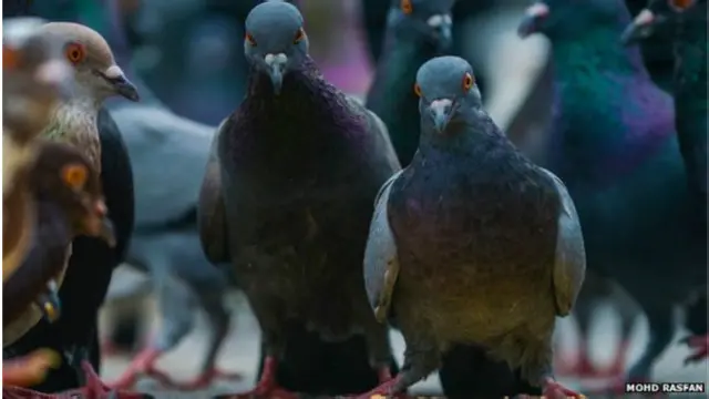 کوترې د لید حیرانونکي حافظه لري
