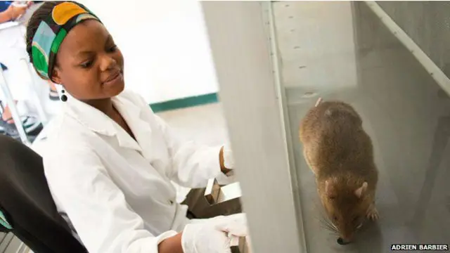 یو ډول افریقايۍ مږې د نري رنځ/ سل ناروغۍ د موندلو لپاره ډېرې دقیقې حسي حجرې لري