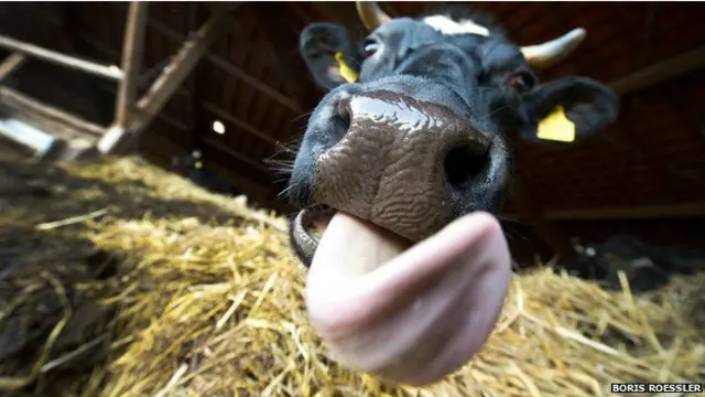 څېړنو ښودلې چې د حیواناتو لاړې د هغوې د میکروبونو ضد خاصیتونه لري