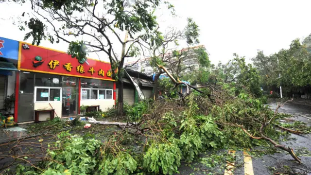 厦门大批路树顶不住强风而被吹倒