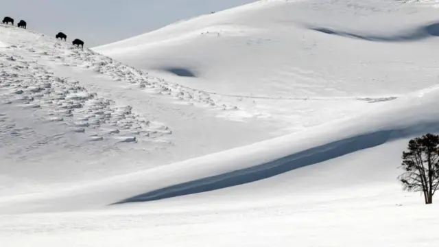黃石國家公園的冬天是炎熱夏季的一種平衡（圖片來源：Steven Fuller)