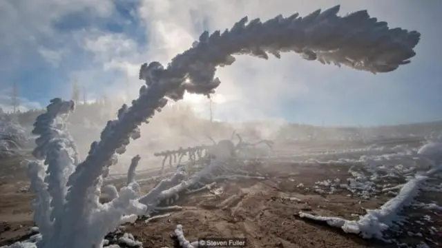 冬日黃石國家公園裏結霜的花草樹木（圖片來源：Steven Fuller)