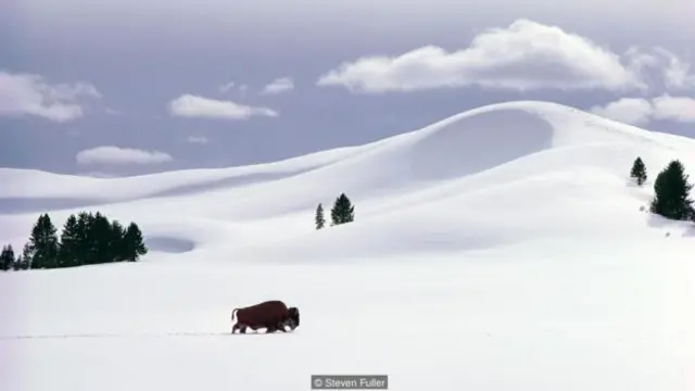 12 月時，黃石國家公園的積雪很厚（圖片來源：Steven Fuller)