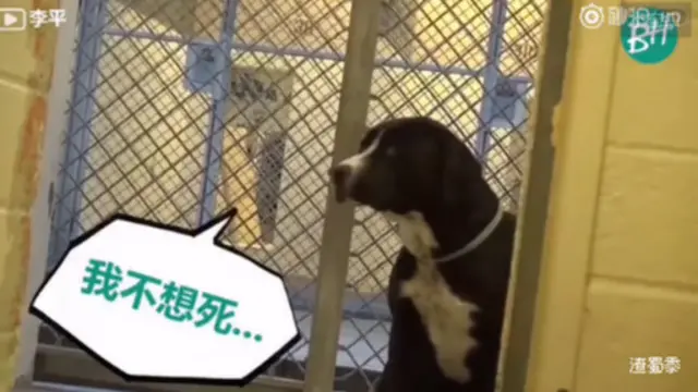 小狗獲領養片段數天內吸引了數百萬人收看。 