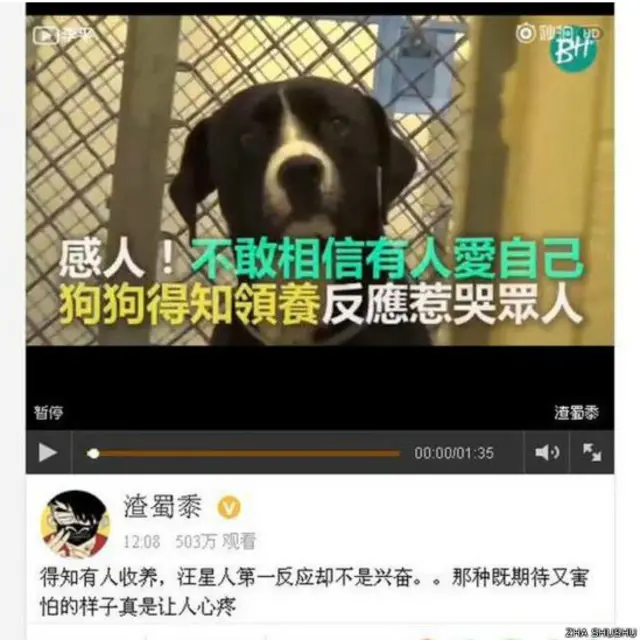 片段呼籲計劃養寵物的人選擇領養,而不是購買。 