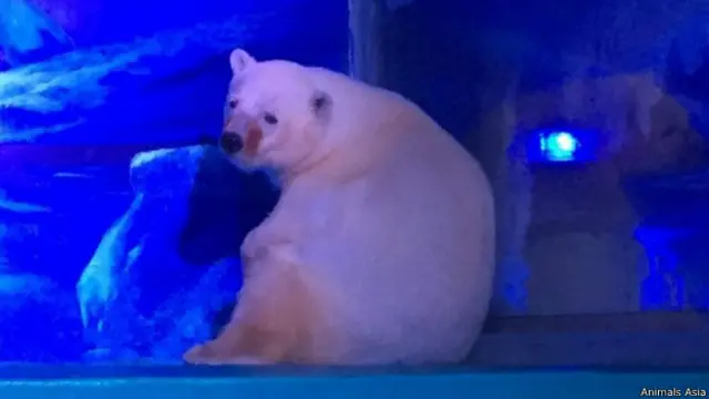 比萨在广州商场的海洋馆里孤独地望着外面的人群