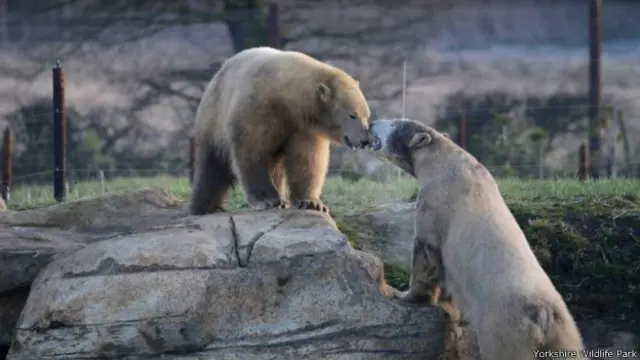 约克郡野生公园