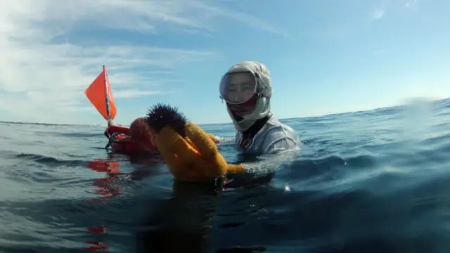 一名海女在大海里收集捕捞（图片来源： Getty Images ）