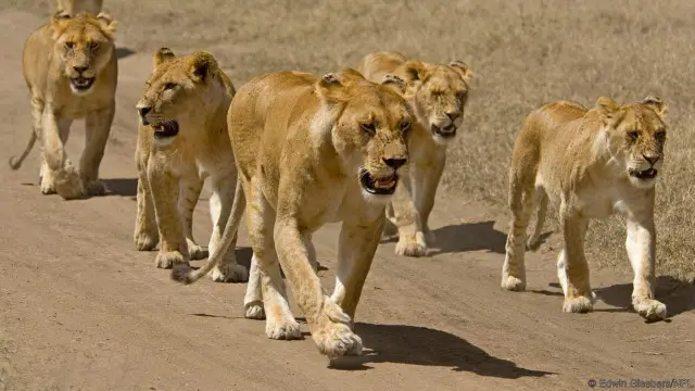 Леви (Panthera leo) живуть у групах, що звуться "прайди"