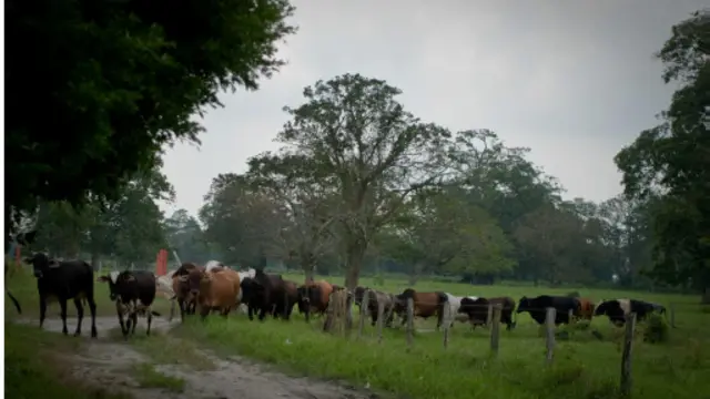 “summering”一词最初的使用对象是牲畜;而随着19世纪到来,民众的闲暇时间增加,其描述对象渐渐扩展到人。(图片来源:Getty Images)