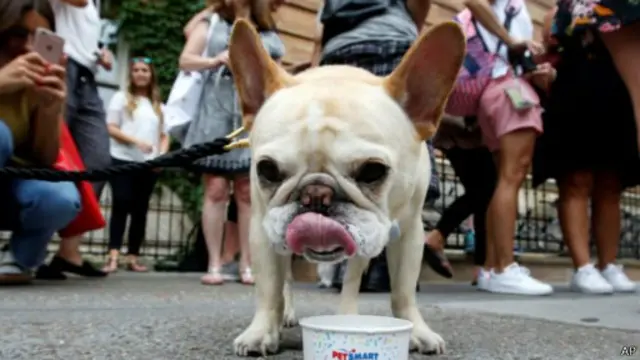 兽医呼吁大家饲养这些狗只前要三思。